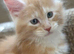 Mainecoon kittens stunning!!