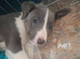 Whippet x lurcher puppies