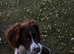 Springer Spaniel