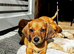 Beautiful red dachshund boy