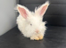 Pure bred Angora