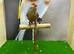 Common waxbill