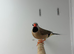 Finches