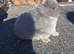 Rare lilac and tan netherland dwarfs Babys
