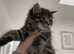 Male Kitten