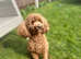 Red toy poodle for stud