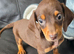 Amazing choc and tan miniature dachshund