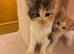 Ragdoll x &pound;60