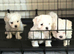 for sale maltese puppies