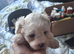 maltese
