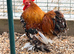 Millefleur Pekin Bantam Trio