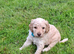 Beautiful Cockapoo Puppies For Sale