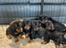 Dachshund Puppies Last Boys Ready Now