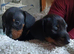 Miniature dachshund