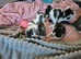 Kittens now ready for new homes