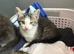 Kittens ready now
