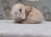 Stunning purebred mini lop rabbits