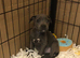 Only 1 blue girl Staffordshire bull terrier left.