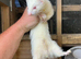 2 albino ferrets