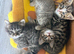 4 stunning kittens 9 weeks old