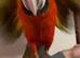 Baby’s Calico Macaw and Harlequin