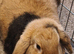 Neutered 6 month male rabbit