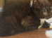 Domestic x Siberian kittys