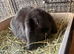 Pure bred French lop litter
