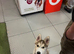 5 month old husky puppy