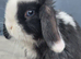 Mini lop buck born 08/06/2026. Ready now!