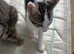 Kitten available
