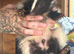 3 male baby skunks forsale