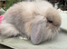 Lop doe binnies