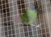 Bluefaced parrot finch- male