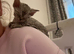 GCCF Devon Rex Kittens