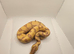 Pastel enchi coral glow hypo ball python