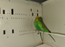 Breeding pair budgies