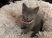 Beautiful Pedigree Russian Blue kittens