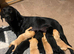 Stunning working Labrador puppies
