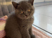 Gorgeous GCCF BSH Kittens
