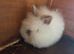 Lionhead bunnies