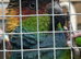 Proven pair blue throated conures