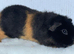 Teddy Guinea Pig Boars