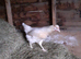 Beautiful blue egg laying hens