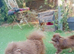 2 beautiful pomchi