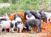 Quality Saddleback &times; Pietrain Weaners for Sale in Sussex only &pound;75 Each
