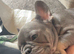 Female frenchie