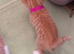 Stunning ginger and white kitten