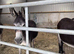 Two lovely, gentle female donkeys looking for a loving home together
