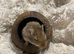 4 gerbils 2 male and 2 females